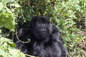 O olhar plácido de um membro da família de gorilas que acompanhamos. Foto Gérard Moss