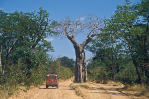 Uma gigante árvore baobá no parque de Mana Pools. Foto Gérard Moss